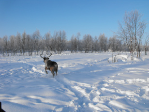 Sami reindeer herding lappland