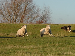 Finnish lapphund herding sheep